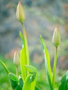 Buds of tulips in the garden in early spring