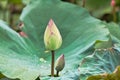 The buds of two lotus flowers. The background is a leaf with water droplets. Royalty Free Stock Photo