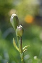 Buds of two tulips (tulipa) in the morning sun in spring Royalty Free Stock Photo