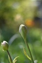 Buds of two tulips (tulipa) in the morning sun in spring Royalty Free Stock Photo