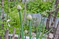 Buds of unbroken flowers of onion-batun