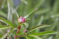 buds of an unopened pink peony of a rare variety,