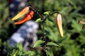 buds of unopened tiger lilies in the garden Royalty Free Stock Photo