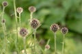 Buds of very dark purple knapweed (Centaurea atropurpurea). Royalty Free Stock Photo