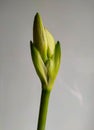 Buds of white amaryllis, ellegant flowers Royalty Free Stock Photo