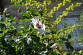 Buds and white crimson-eyed flower of Hibiscus syriacus in August