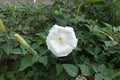 Buds and flower of Datura innoxia Royalty Free Stock Photo