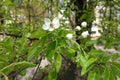 Buds and white flower of pear in April Royalty Free Stock Photo