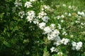 Buds and white flowers of Van Houtte Spirea in May Royalty Free Stock Photo