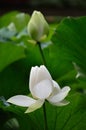 Buds of white lotus, Japan. Royalty Free Stock Photo