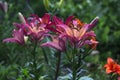 The buds of white-pink Lily with drops after the rain, summer Royalty Free Stock Photo