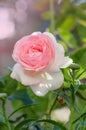 White and pink roses Eden Rose in the summer garden