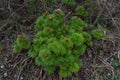 Buds of wild Crimean peony flower Paeonia tenuifolia .Beautiful flowers peonies in nature. Royalty Free Stock Photo