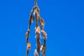 Buds on a willow branch against a blue sky, Easter  spring landscape Royalty Free Stock Photo