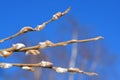 Buds on a willow branch against a blue sky, Easter  spring landscape Royalty Free Stock Photo