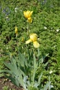 Buds and yellow flowers of bearded iris in spring Royalty Free Stock Photo