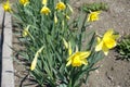 Buds and yellow flowers of narcissuses