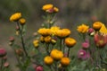 Buds of yellow and pink chrysanthemums close-up, autumn flowers Royalty Free Stock Photo