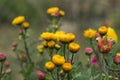 Buds of yellow and pink chrysanthemums close-up, autumn flowers Royalty Free Stock Photo