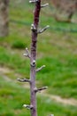 Buds on a young apple tree in spring on a blur background. Close-up,spring  season Royalty Free Stock Photo