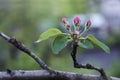 Buds of young apple trees