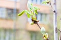 Buds and young green leaves on horse chestnut tree Royalty Free Stock Photo