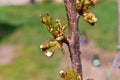 Buds and young leaves on the cherry tree trunk closeup. Tree tex