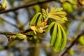Buds and young leaves of chestnutt (lat. Castanea) Royalty Free Stock Photo