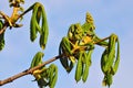 Buds and young leaves of chestnutt (lat. Castanea) Royalty Free Stock Photo