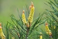 Buds on a young pine branch Royalty Free Stock Photo