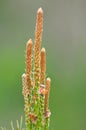 Buds on a young pine branch Royalty Free Stock Photo