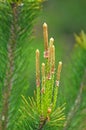 Buds on a young pine branch Royalty Free Stock Photo