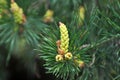 Buds on a young pine branch Royalty Free Stock Photo