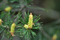 Buds on a young pine branch Royalty Free Stock Photo