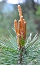 Buds on a young pine branch Royalty Free Stock Photo