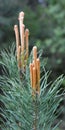 Buds on a young pine branch Royalty Free Stock Photo