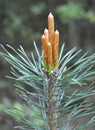 Buds on a young pine branch Royalty Free Stock Photo