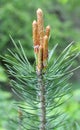 Buds on a young pine branch Royalty Free Stock Photo