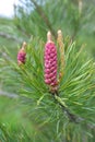 Buds on a young pine branch Royalty Free Stock Photo