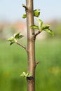 Buds on a young spring apple tree