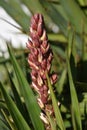 Yucca filamentosa - flower buds Royalty Free Stock Photo