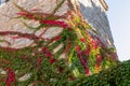 Budva - Stone brick wall of ancient medieval tower covered with red and green climbing plant ivy Royalty Free Stock Photo