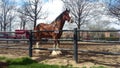 Budweiser Clydesdale