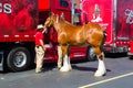 Budweiser Clydesdale Preparing for Hitching Royalty Free Stock Photo