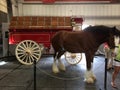 Budweiser Clydesdale at the Warm Springs Ranch Royalty Free Stock Photo