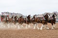 Budweiser Clydesdales Royalty Free Stock Photo