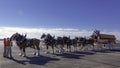 Budweiser Clydesdales Royalty Free Stock Photo