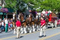 Budweiser Clydesdales in Coeur d' Alene, Idaho Royalty Free Stock Photo