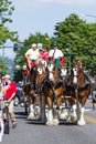 Budweiser Clydesdales in Coeur d' Alene, Idaho Royalty Free Stock Photo