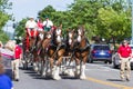 Budweiser Clydesdales in Coeur d' Alene, Idaho Royalty Free Stock Photo